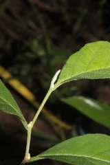 Styrax americanus