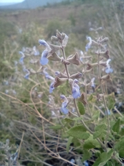 Salvia cuspidata