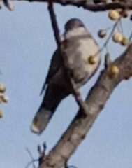 Streptopelia decaocto