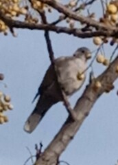 Streptopelia decaocto