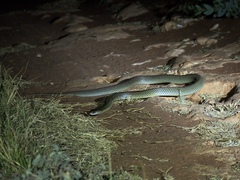 Pseudechis australis