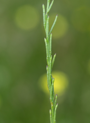 Hirschfeldia incana