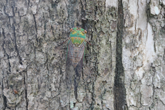 Macrotristria sylvara