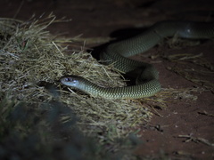 Pseudechis australis