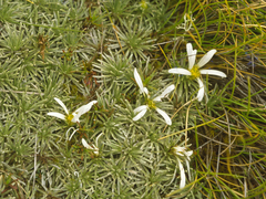 Celmisia sessiliflora