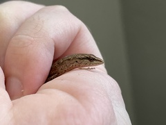 Saproscincus spectabilis