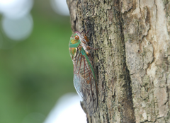 Macrotristria sylvara