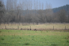 Branta canadensis occidentalis