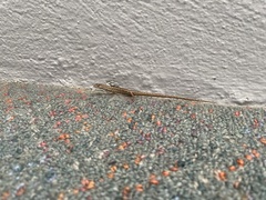 Saproscincus spectabilis