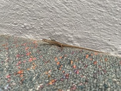 Saproscincus spectabilis