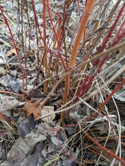 Aurantioporthe corni