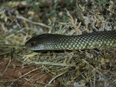 Pseudechis australis