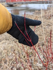 Aurantioporthe corni