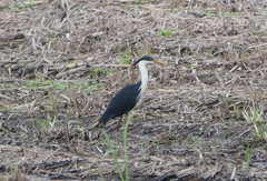 Egretta picata
