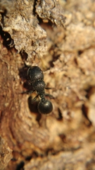 Cataulacus granulatus