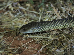 Pseudechis australis