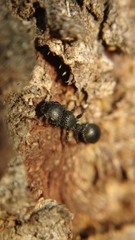 Cataulacus granulatus