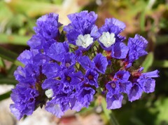 Limonium sinuatum