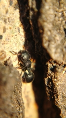 Cataulacus granulatus