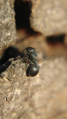 Cataulacus granulatus