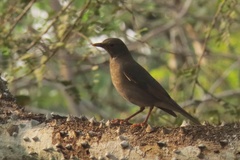 Turdus simillimus