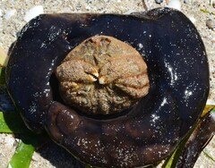 Austrodromidia octodentata