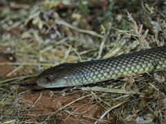 Pseudechis australis