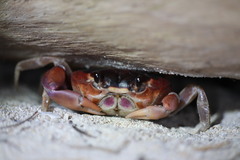 Gecarcinus lateralis