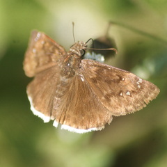 Erynnis tristis tatius