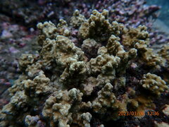 Porites rus