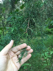 Cupressus lusitanica