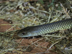 Pseudechis australis