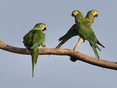 Orthopsittaca manilatus