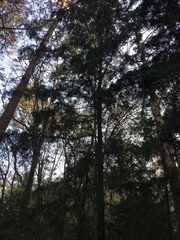 Cupressus lusitanica