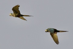 Orthopsittaca manilatus