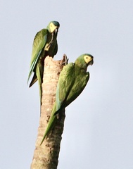 Orthopsittaca manilatus