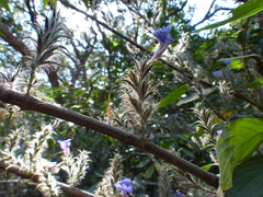 Strobilanthes integrifolius