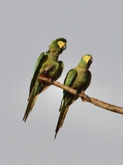 Orthopsittaca manilatus