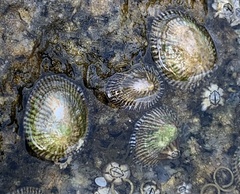 Siphonaria naufragum