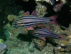 Ostorhinchus limenus