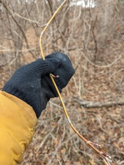 Aurantioporthe corni