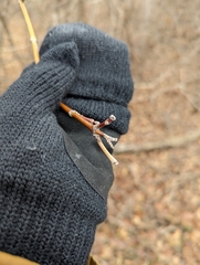 Aurantioporthe corni