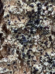 Mycoblastus sanguinarius