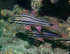 Ostorhinchus limenus