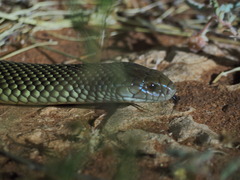 Pseudechis australis