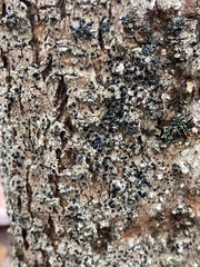 Mycoblastus sanguinarius