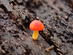 Mycena acicula