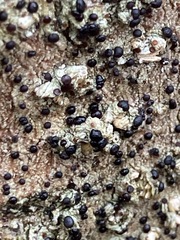 Mycoblastus sanguinarius