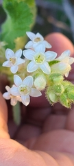 Ribes indecorum