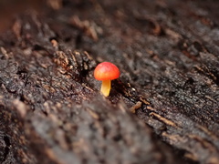 Mycena acicula